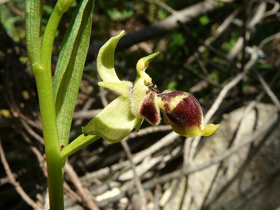 Ophrys scolopax